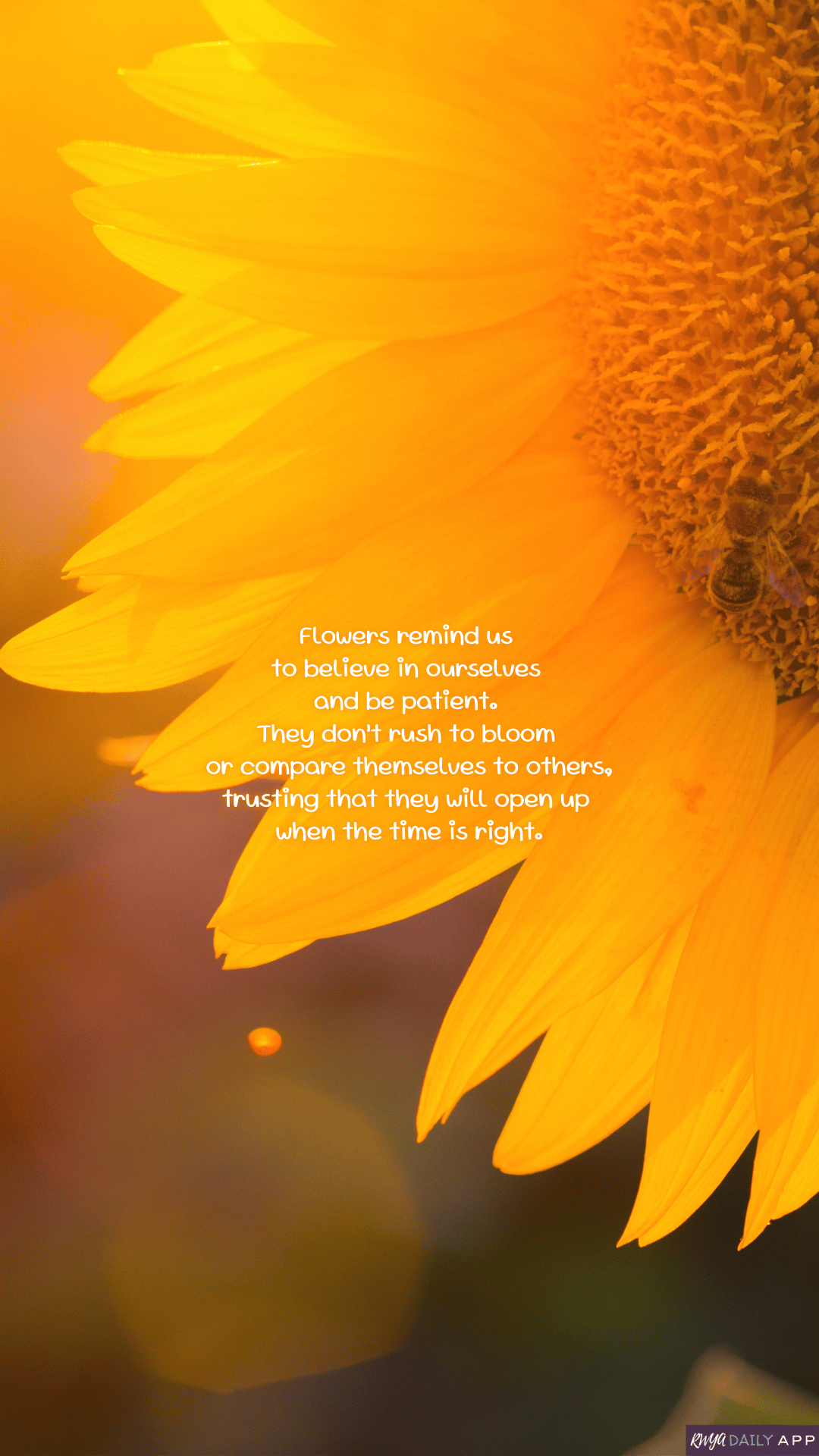 WALLPAPER Flowers remind us to believe in ourselves and be patient.  They don’t rush to bloom or compare themselves to others, trusting that they will open up when the time is right.