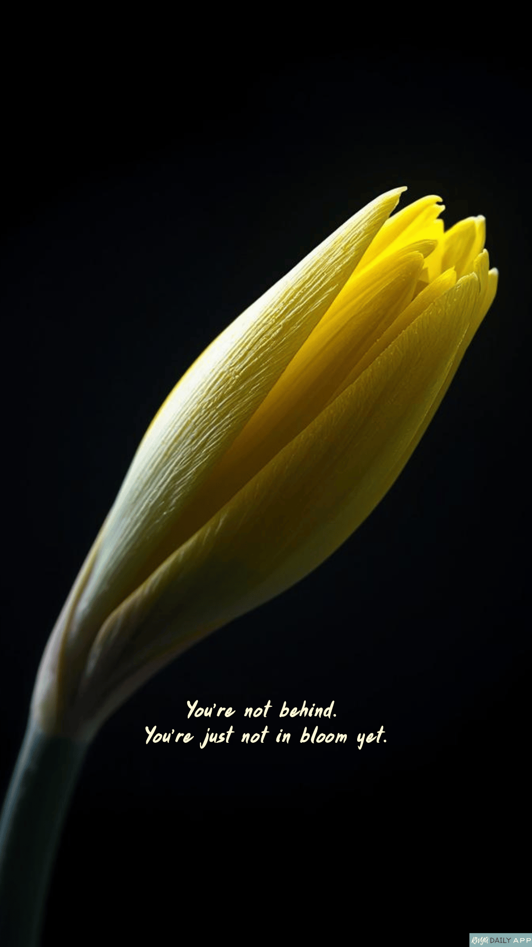 WALLPAPER You’re not behind.  You’re just not in bloom yet. 