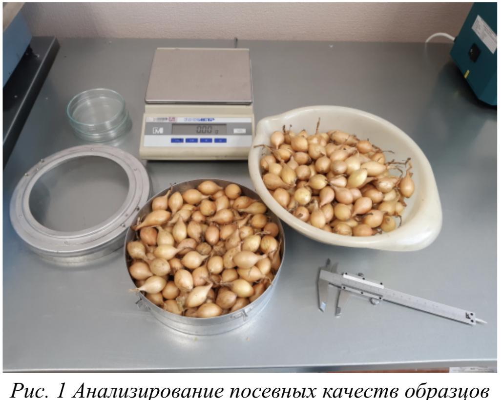Специалисты Красноярского Россельхозцентра оценили посевные качества лука севка