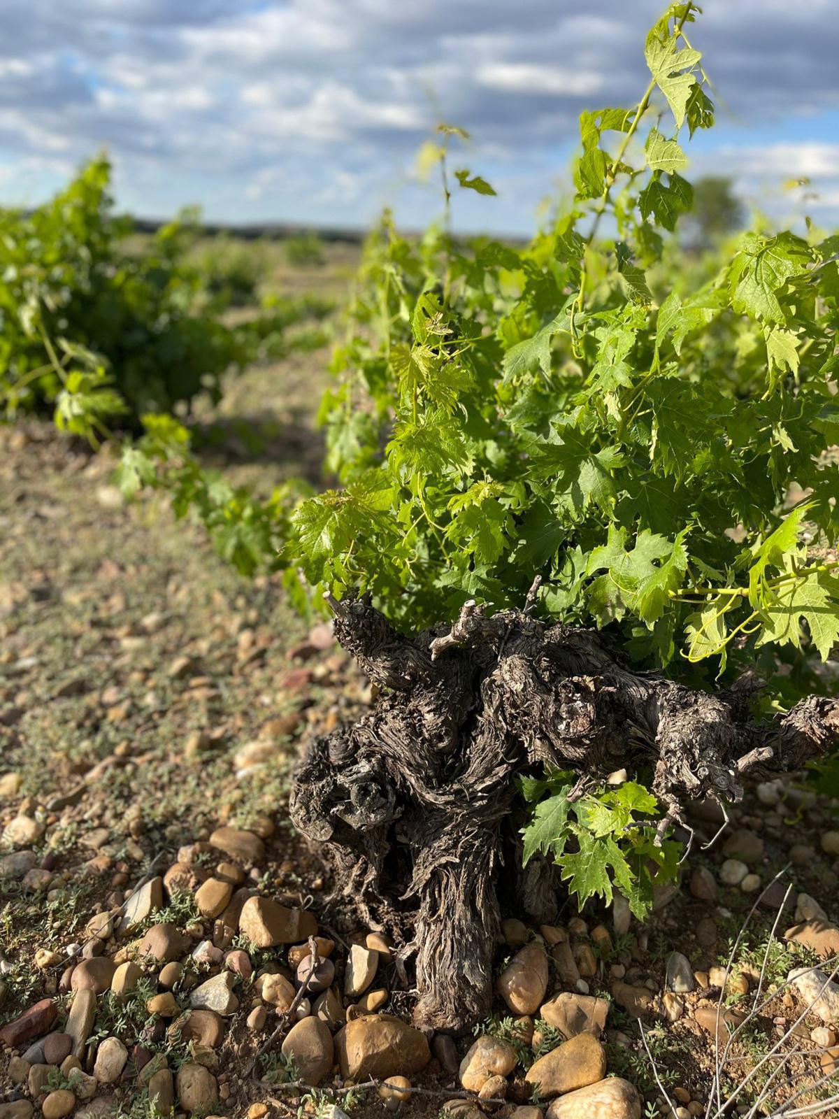 A la découverte du Dominio del Bendito A la découverte du Dominio del Bendito