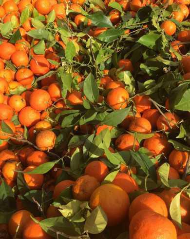 Une seconde vie pour les oranges à Malaga