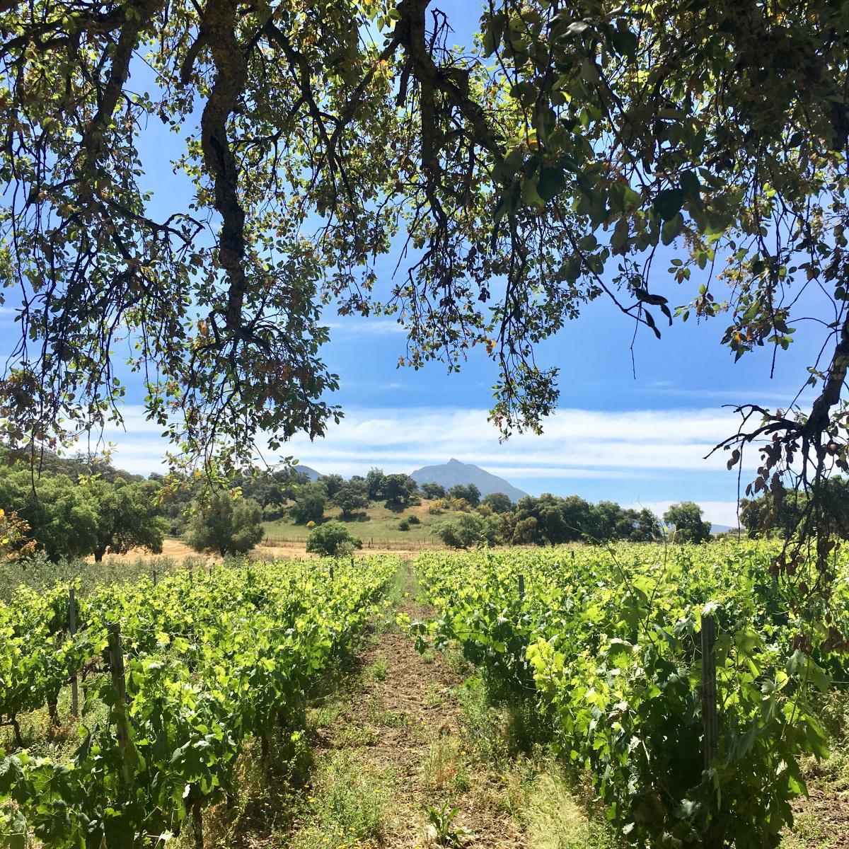 Villages blancs Villages blancs