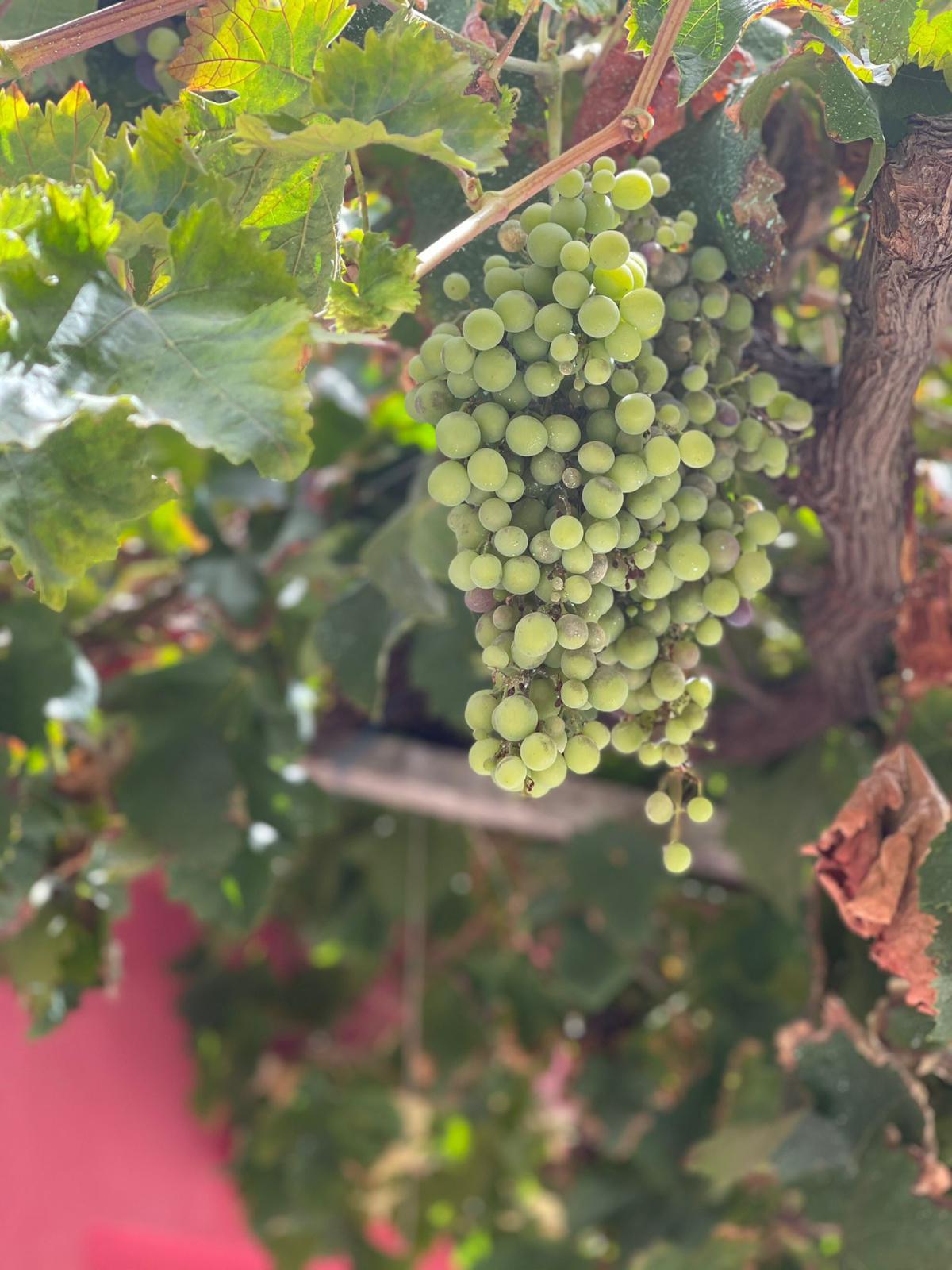 Retour sur les vendanges de l’Axarquia Retour sur les vendanges de l’Axarquia