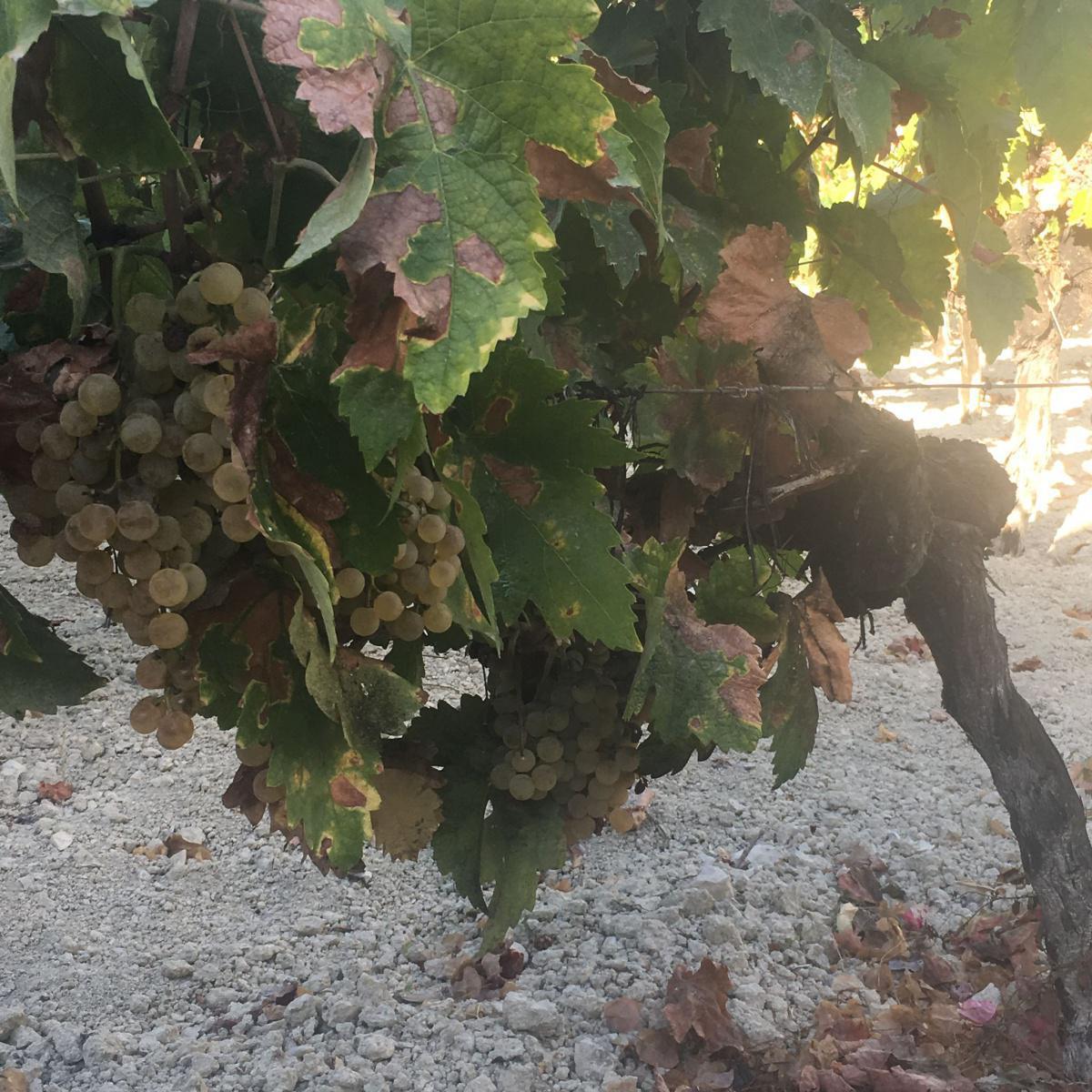 Retour sur les vendanges de l’Axarquia Retour sur les vendanges de l’Axarquia