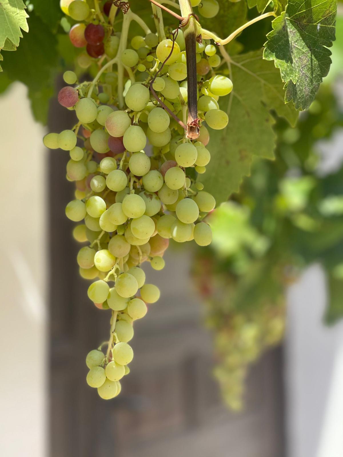 Retour sur les vendanges de l’Axarquia Retour sur les vendanges de l’Axarquia