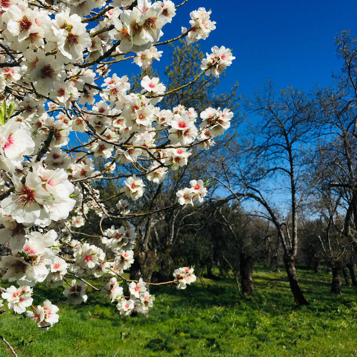 Les amandiers fleurissent, Van Gogh s’inspire… Les amandiers fleurissent, Van Gogh s’inspire…