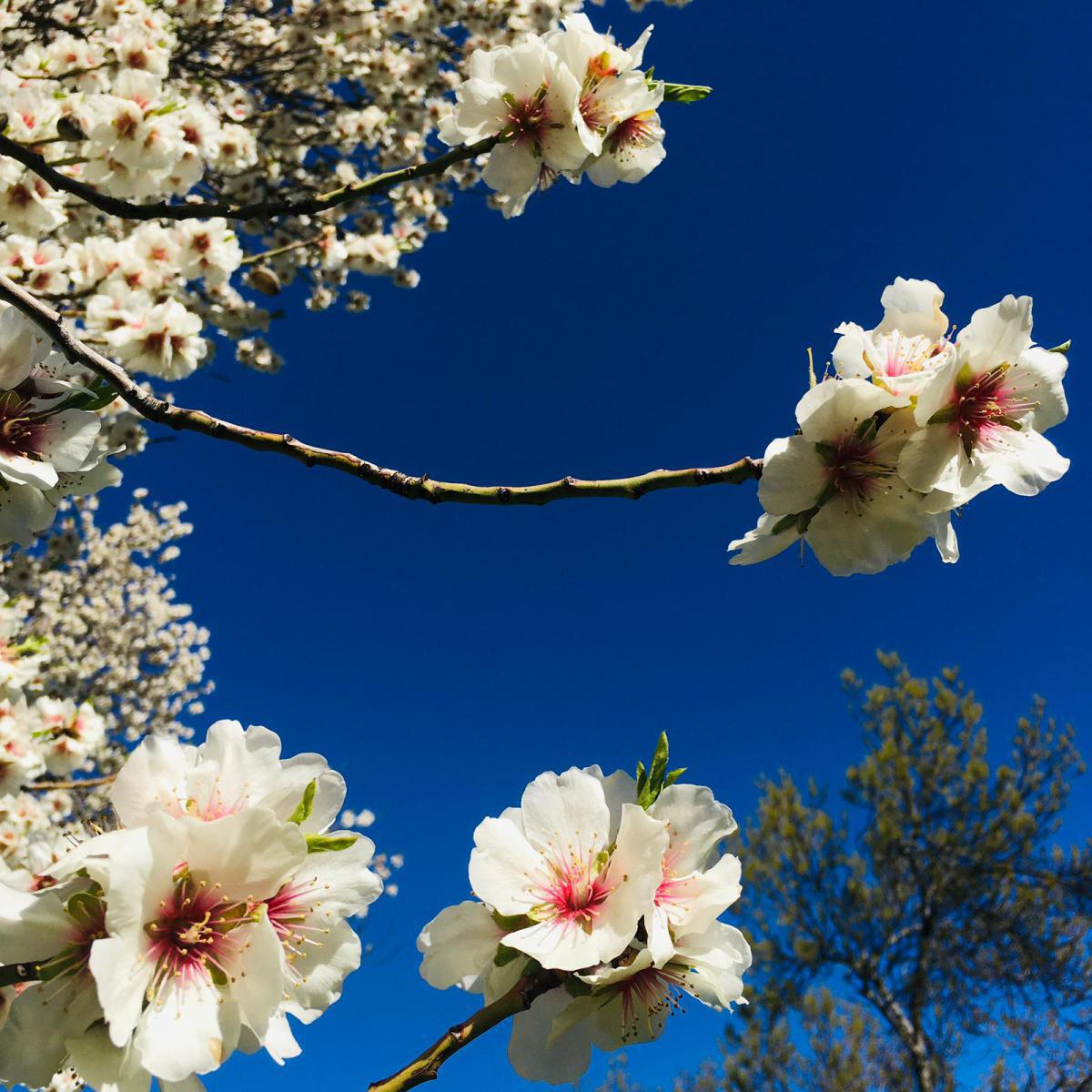 Les amandiers fleurissent, Van Gogh s’inspire… Les amandiers fleurissent, Van Gogh s’inspire…