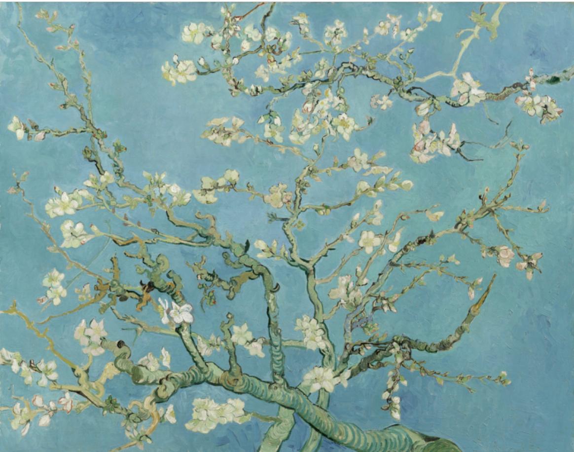 Les amandiers fleurissent, Van Gogh s’inspire…