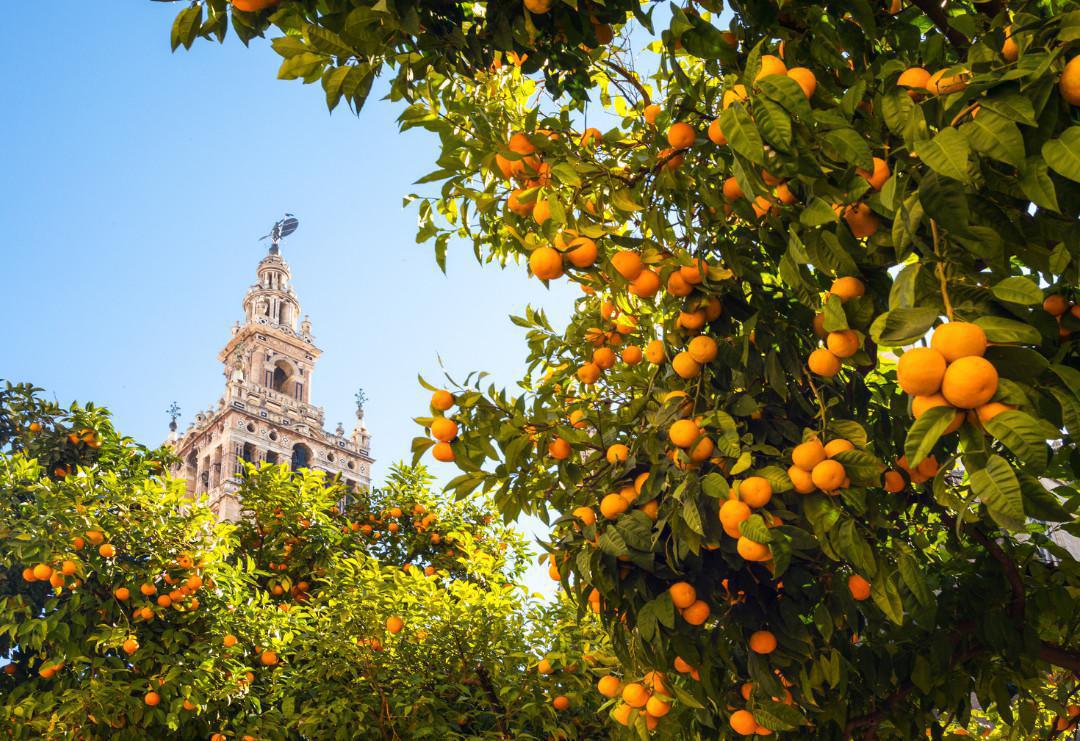 Fête de l’Andalousie, à vos agendas! Fête de l’Andalousie, à vos agendas!