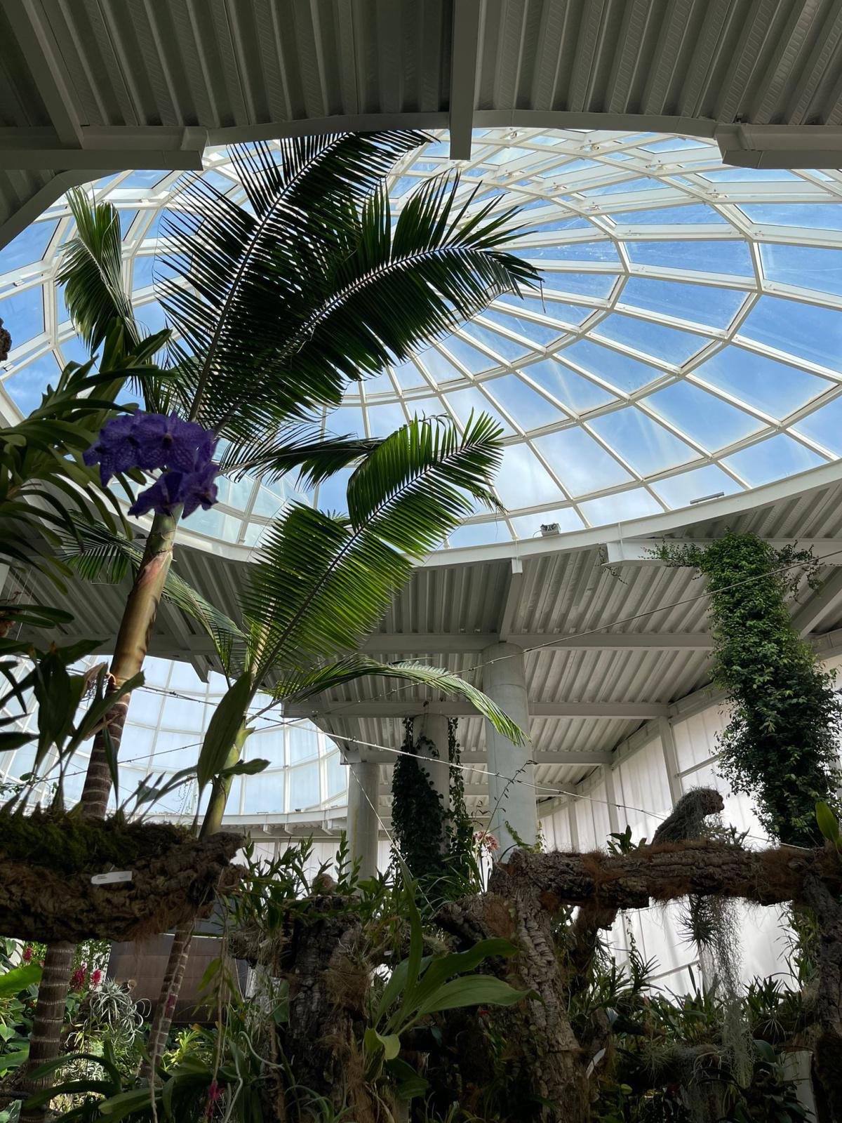 La magie des orchidées en plein cœur d’Estepona