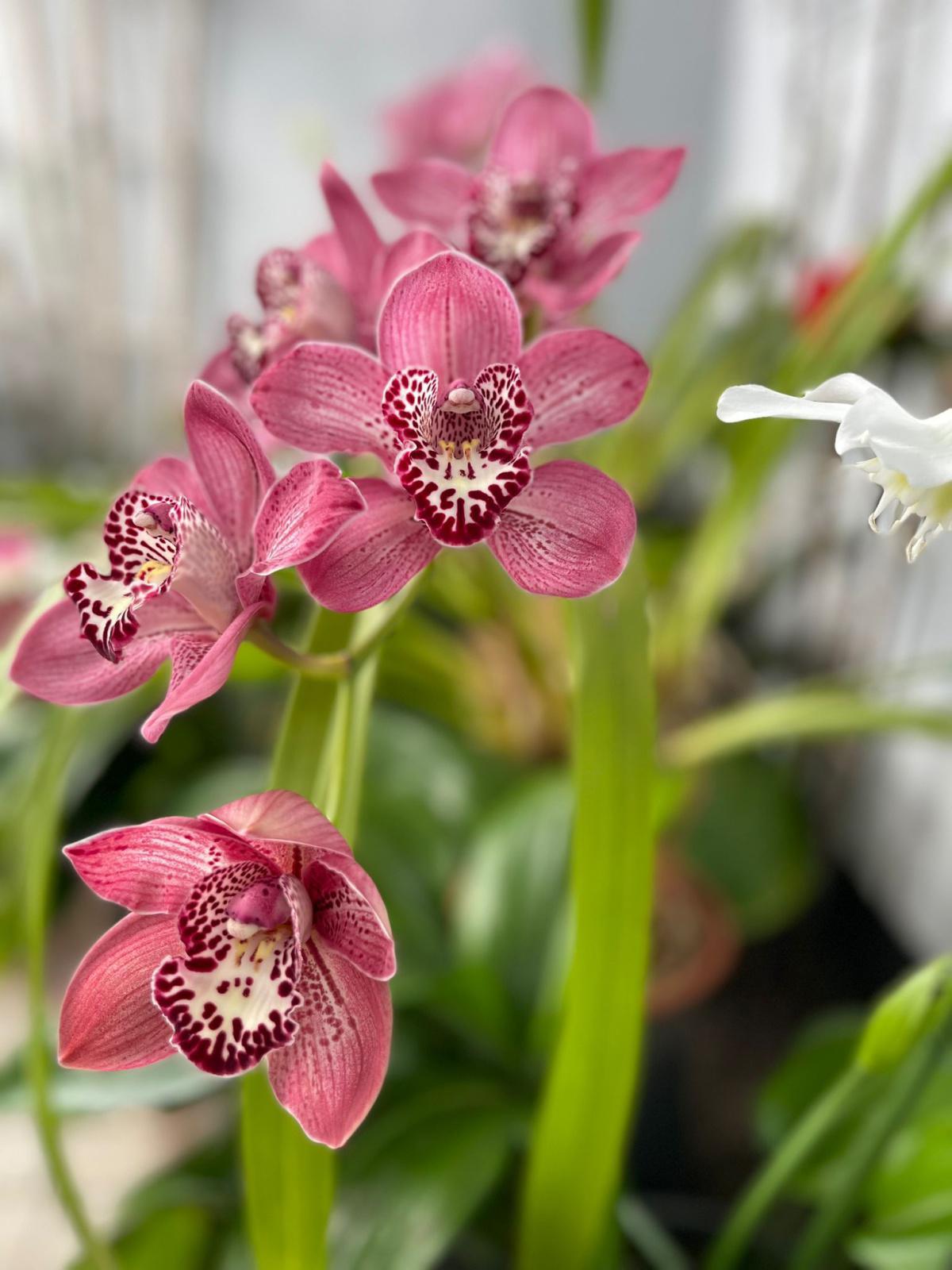 La magie des orchidées en plein cœur d’Estepona