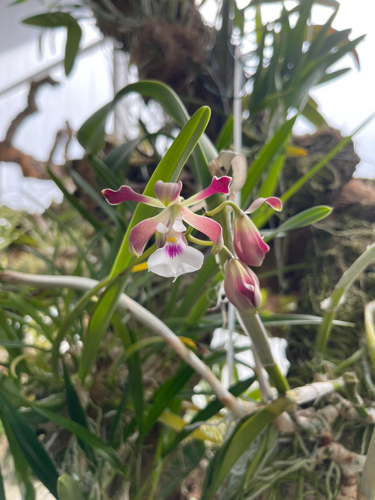 La magie des orchidées en plein cœur d’Estepona