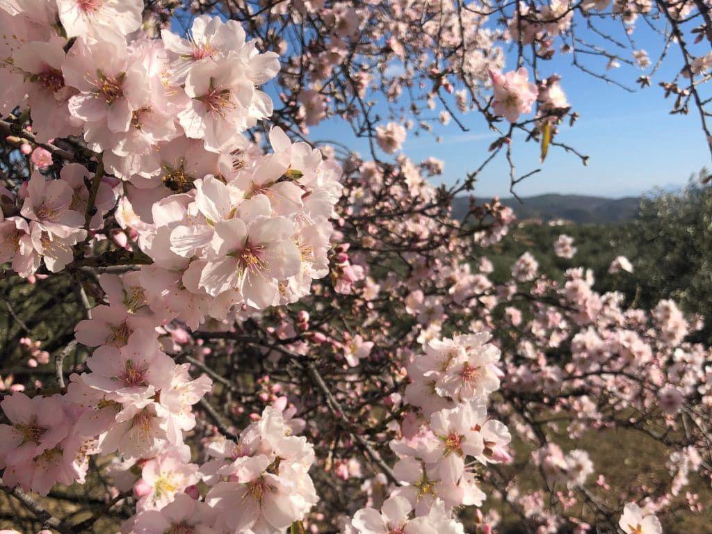 Alfarnate, paradis naturel des cerisiers en fleurs