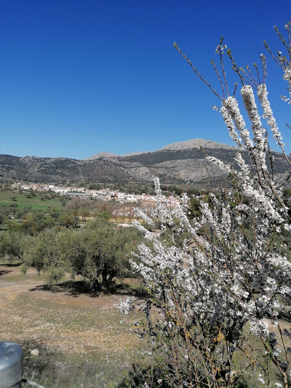 Alfarnate, paradis naturel des cerisiers en fleurs Alfarnate, paradis naturel des cerisiers en fleurs