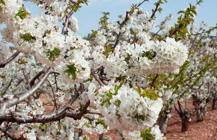 Alfarnate, paradis naturel des cerisiers en fleurs