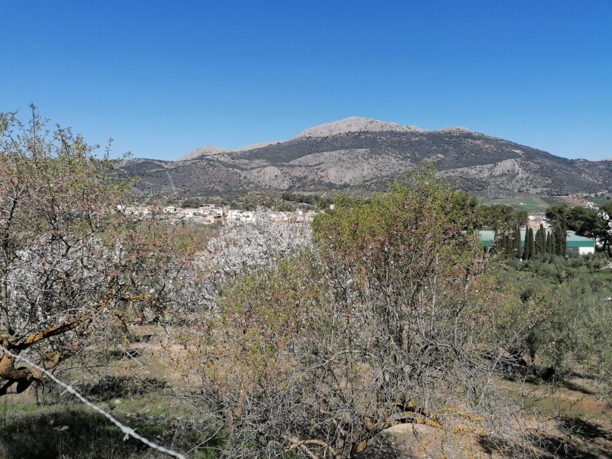Alfarnate, paradis naturel des cerisiers en fleurs Alfarnate, paradis naturel des cerisiers en fleurs