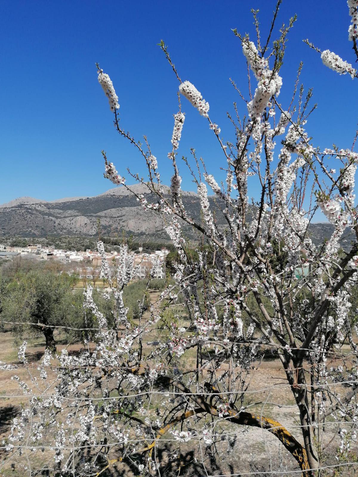 Alfarnate, paradis naturel des cerisiers en fleurs Alfarnate, paradis naturel des cerisiers en fleurs