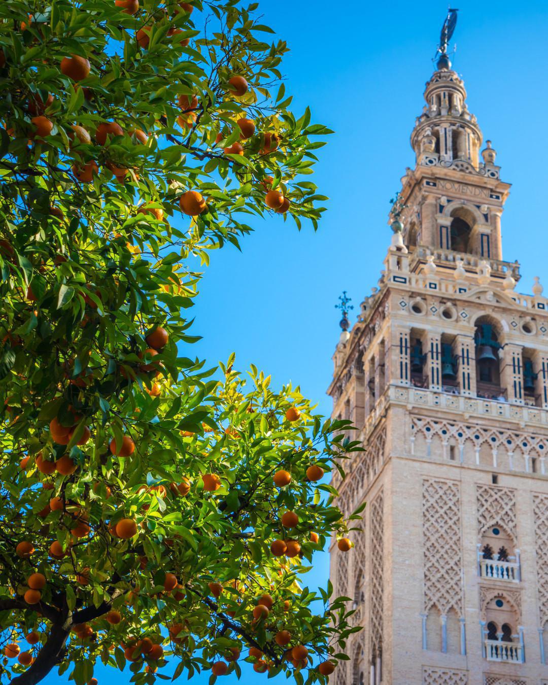 Les oranges de Séville pour un pas de plus pour notre planète Les oranges de Séville pour un pas de plus pour notre planète