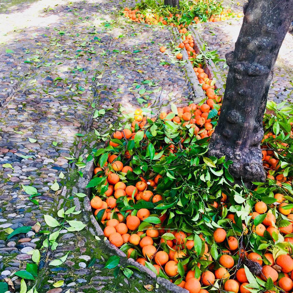 Les oranges de Séville pour un pas de plus pour notre planète 