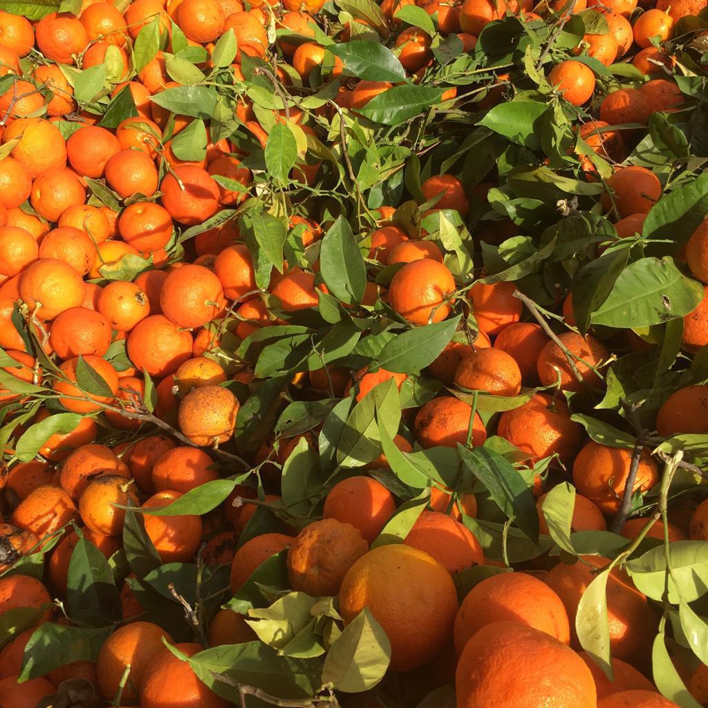 Les oranges de Séville pour un pas de plus pour notre planète Les oranges de Séville pour un pas de plus pour notre planète