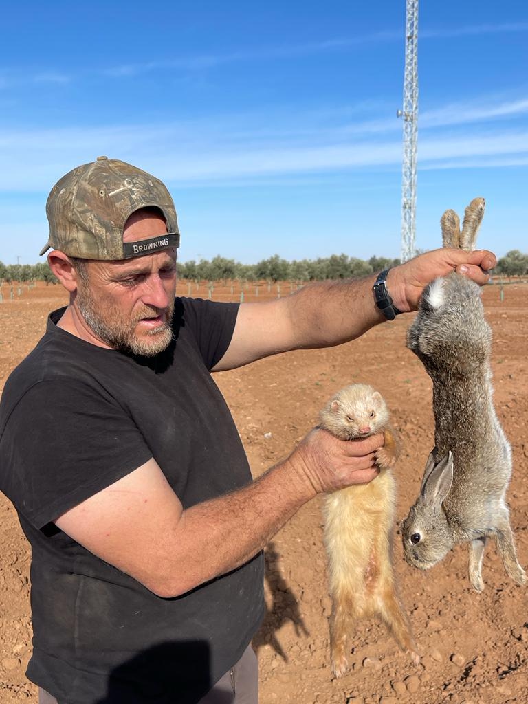La chasse aux lapins sauvages à Jaén
