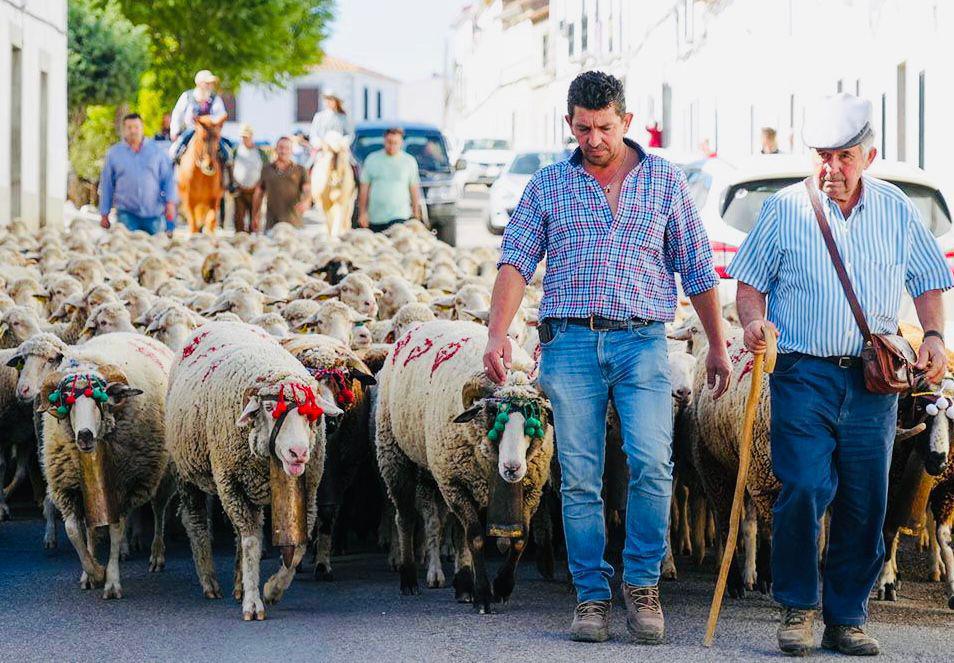 Belalcázar et la tradition de la transhumance 