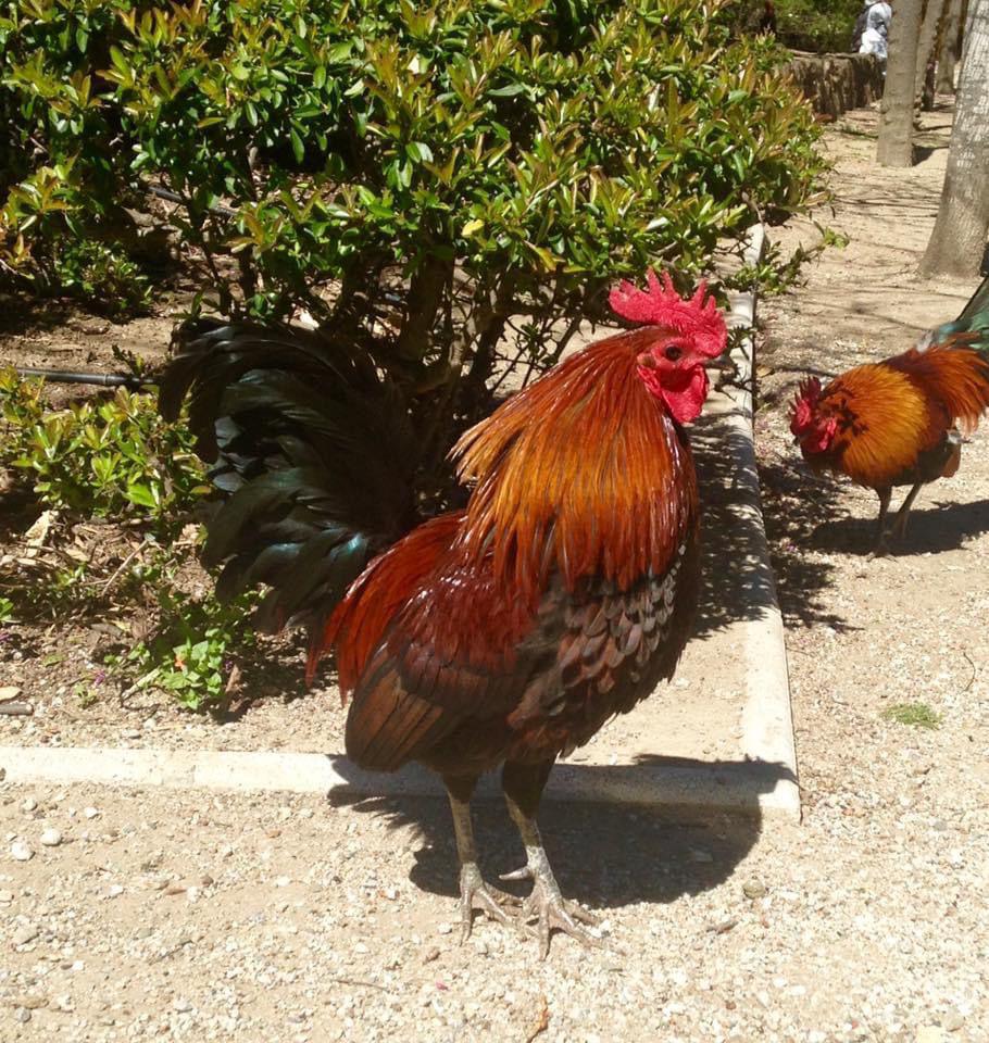 Benalmádena, des poules et des livres! Benalmádena, des poules et des livres!