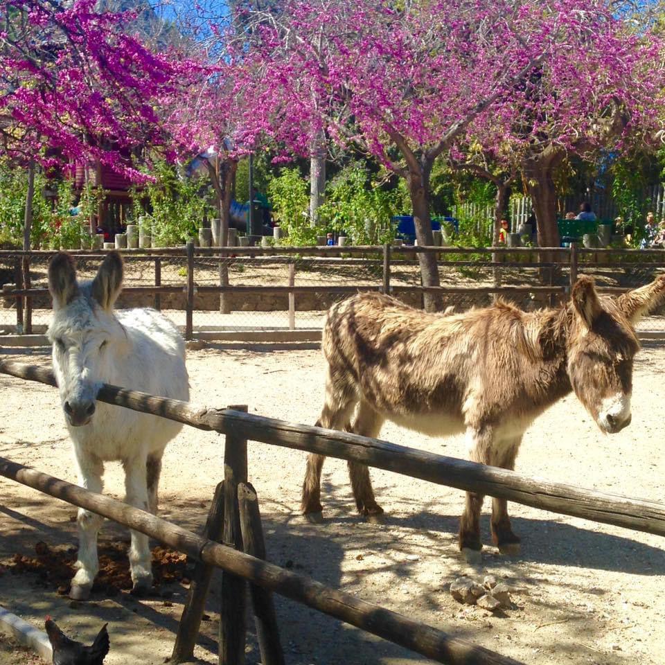 Benalmádena, des poules et des livres! Benalmádena, des poules et des livres!