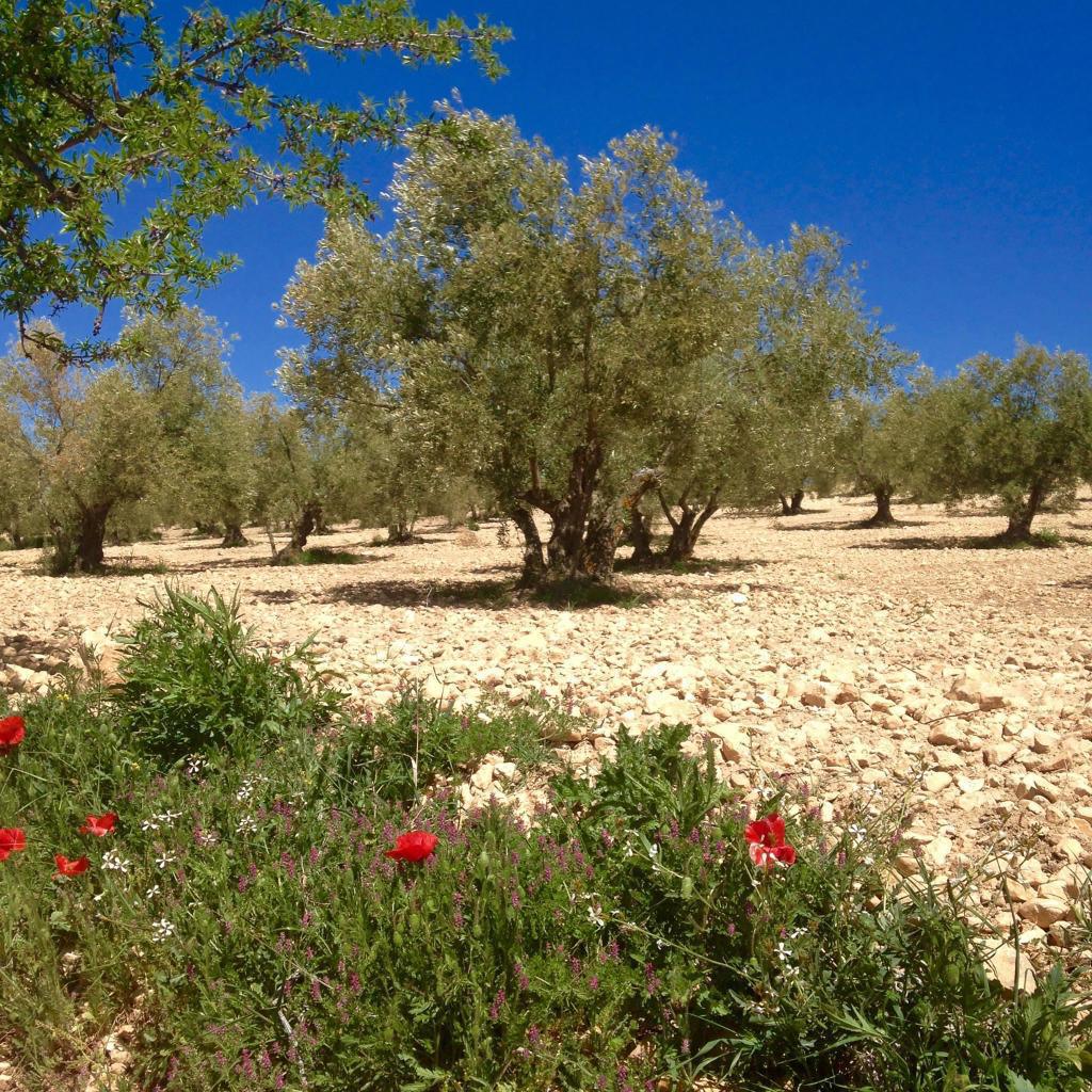 L’or jaune liquide en péril! L’or jaune liquide en péril!