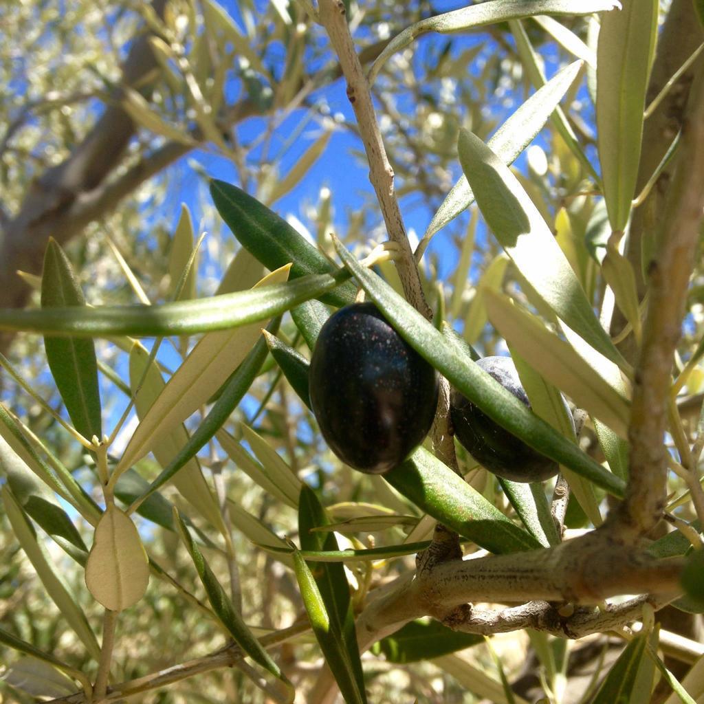 L’or jaune liquide en péril! L’or jaune liquide en péril!