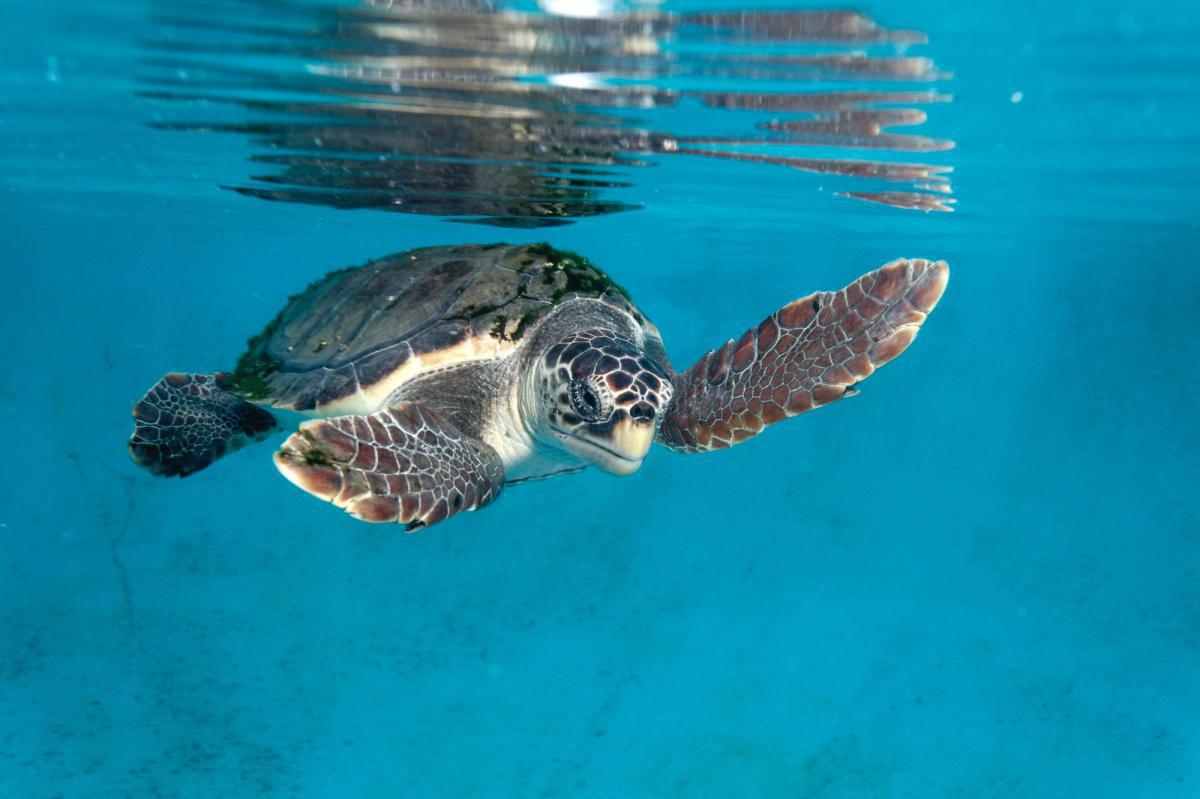 Plus de trois ans plus tard, une tortue Caouanne pond de nouveau ses œufs sur la Costa del Sol Plus de trois ans plus tard, une tortue Caouanne pond de nouveau ses œufs sur la Costa del Sol