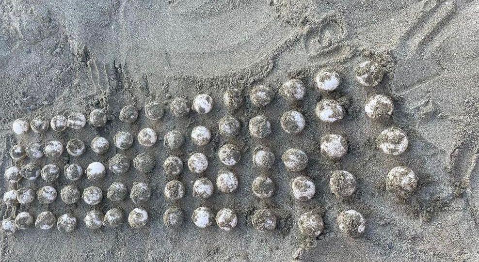 Plus de trois ans plus tard, une tortue Caouanne pond de nouveau ses œufs sur la Costa del Sol Plus de trois ans plus tard, une tortue Caouanne pond de nouveau ses œufs sur la Costa del Sol