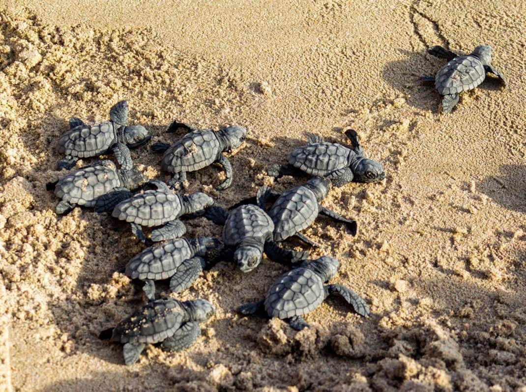 Plus de trois ans plus tard, une tortue Caouanne pond de nouveau ses œufs sur la Costa del Sol Plus de trois ans plus tard, une tortue Caouanne pond de nouveau ses œufs sur la Costa del Sol