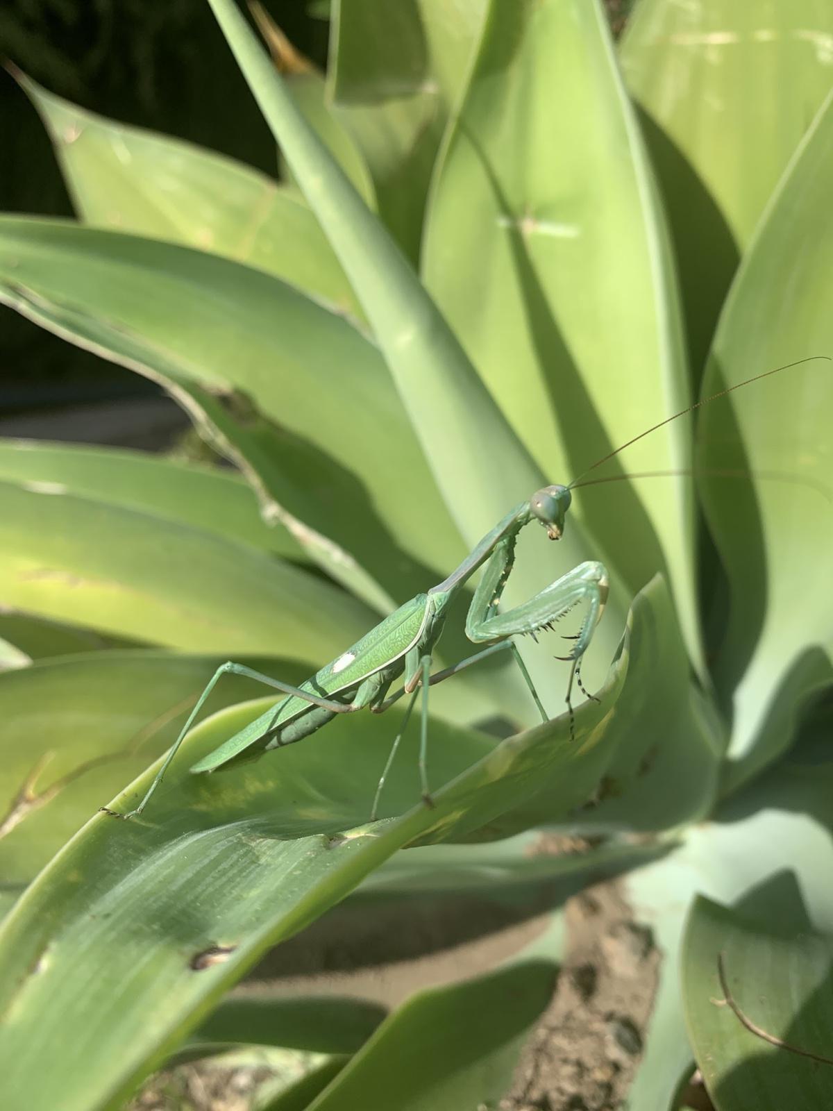 La mante religieuse, chasseuse hors pair La mante religieuse, chasseuse hors pair