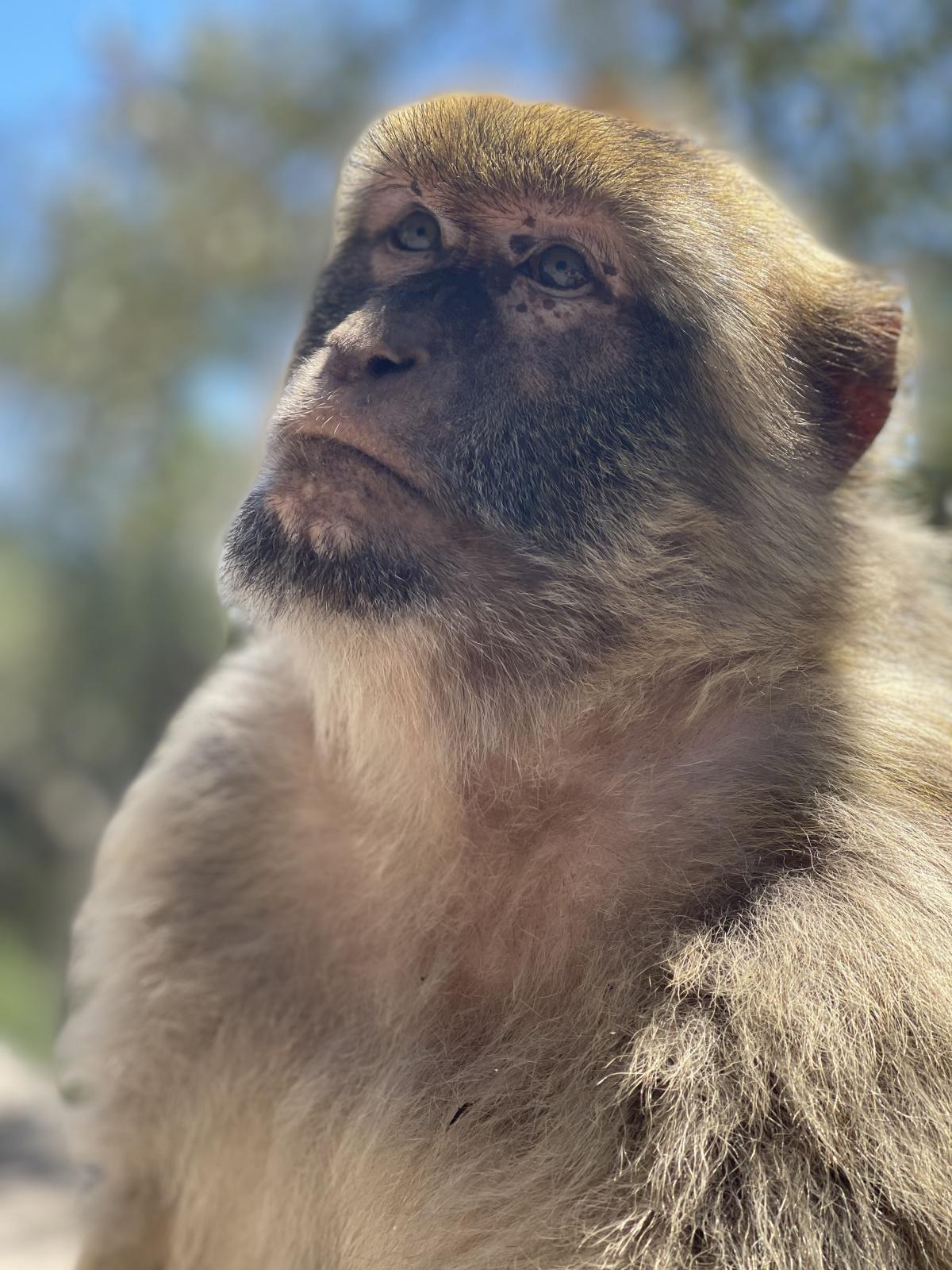 Libre comme un singe à Gibraltar