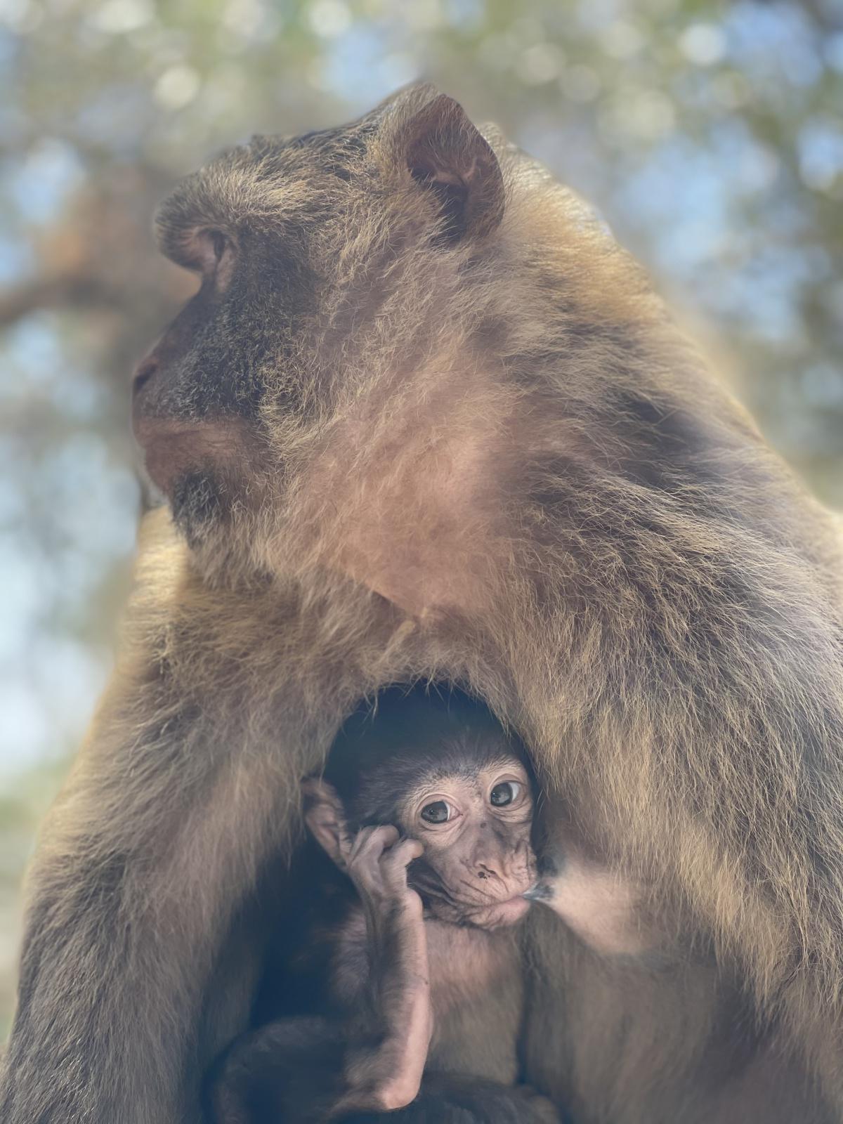 Libre comme un singe à Gibraltar Libre comme un singe à Gibraltar