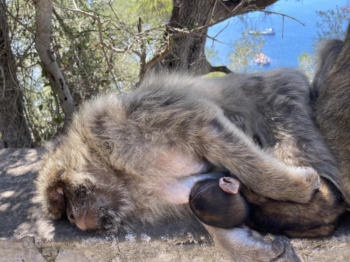Libre comme un singe à Gibraltar Libre comme un singe à Gibraltar