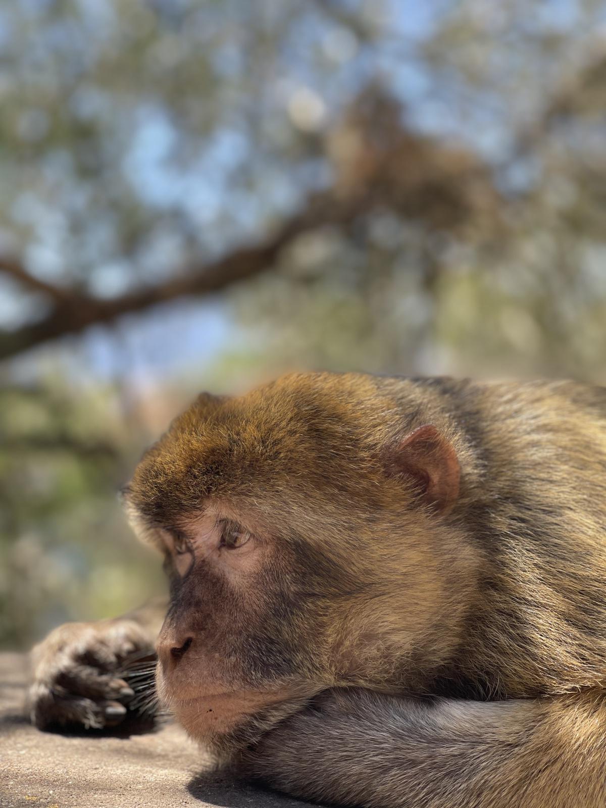 Libre comme un singe à Gibraltar Libre comme un singe à Gibraltar