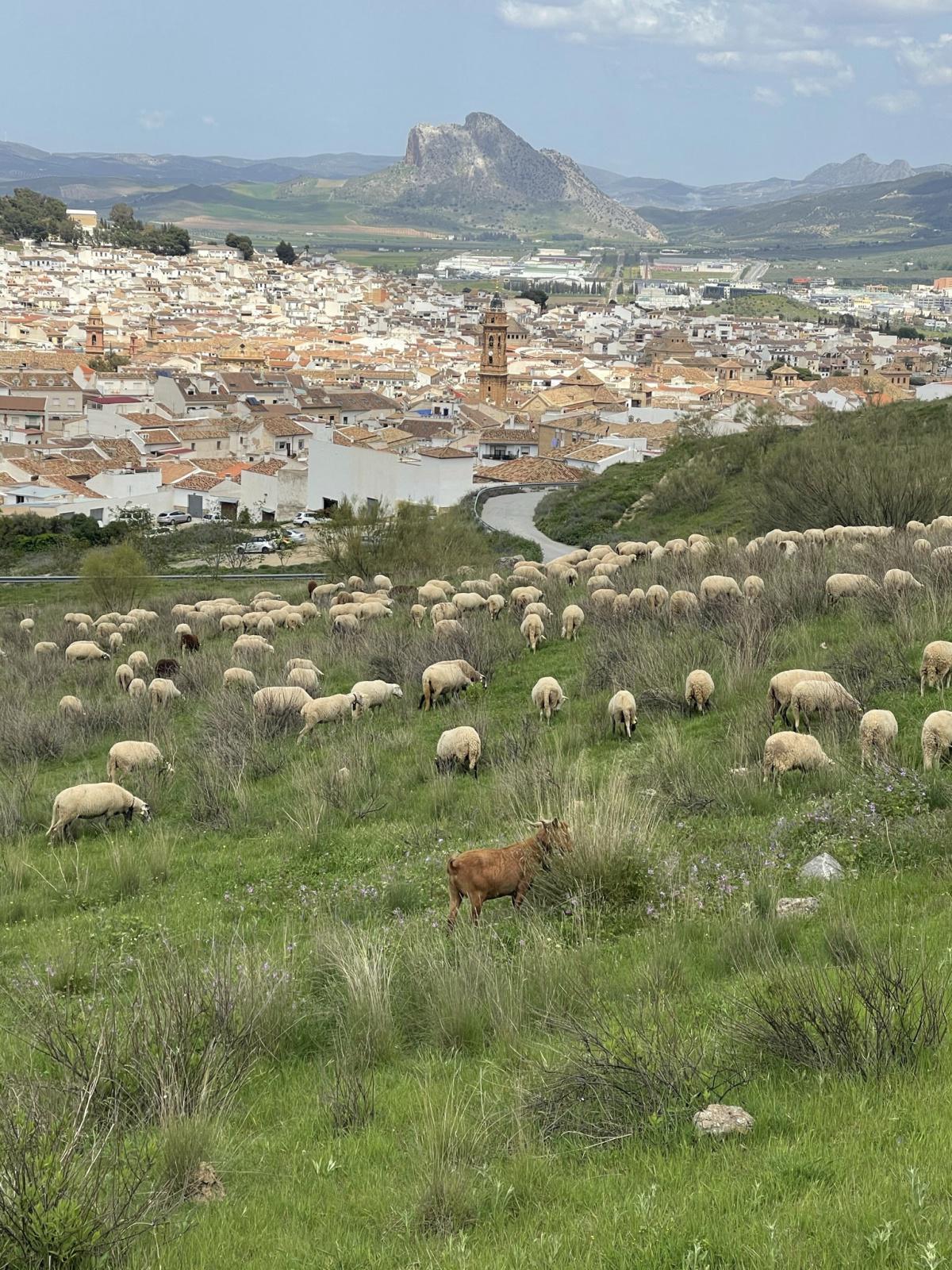 La Peña de los Enamorados d’Antequera, le rocher des plus belles légendes ! La Peña de los Enamorados d’Antequera, le rocher des plus belles légendes !