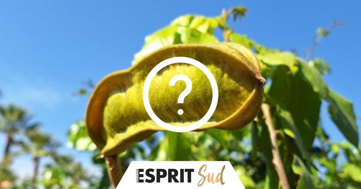 Du nouveau côté fruits tropicaux de la Costa Granadina Du nouveau côté fruits tropicaux de la Costa Granadina