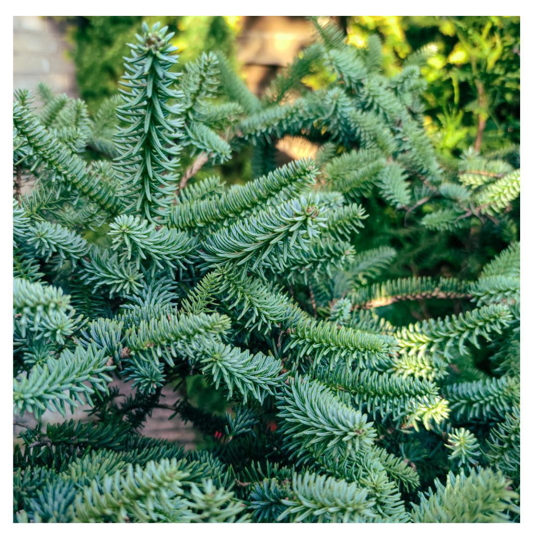 A la recherche de votre arbre de Noël sur la Costa del Sol… A la recherche de votre arbre de Noël sur la Costa del Sol…