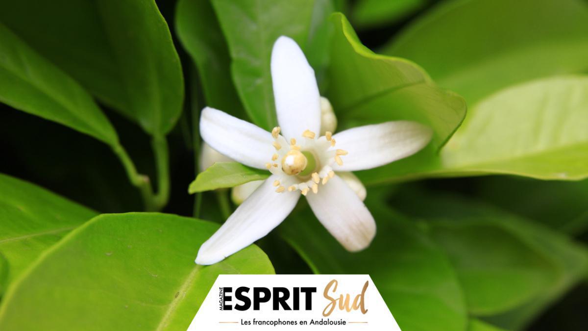 Pourquoi le printemps débute ce mercredi 20 mars cette année? Pourquoi le printemps débute ce mercredi 20 mars cette année?