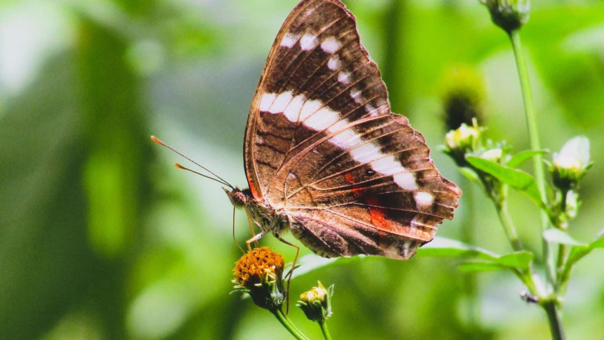 Pourquoi le printemps débute ce mercredi 20 mars cette année? Pourquoi le printemps débute ce mercredi 20 mars cette année?