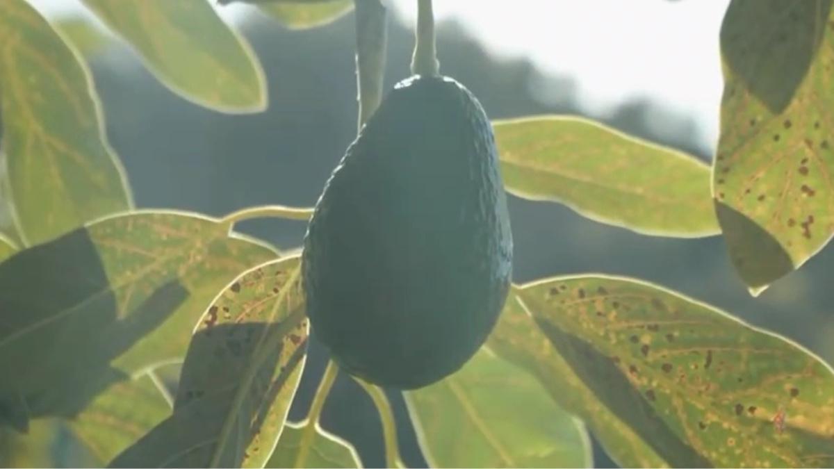 Entre innovation et tradition : la recette pour une cuisine engagée Entre innovation et tradition : la recette pour une cuisine engagée