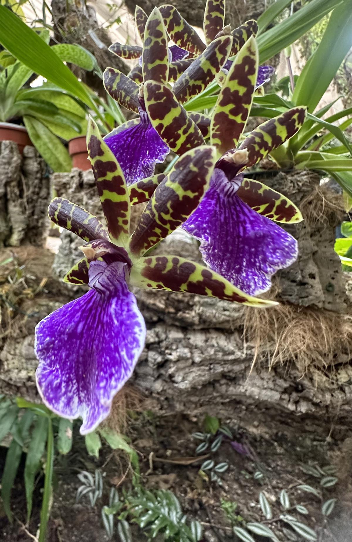 Estepona, une ville, une âme… Estepona, une ville, une âme…