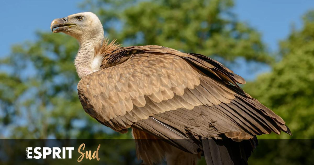 Quand les vautours d'Afrique s'installent en Andalousie! Quand les vautours d'Afrique s'installent en Andalousie!