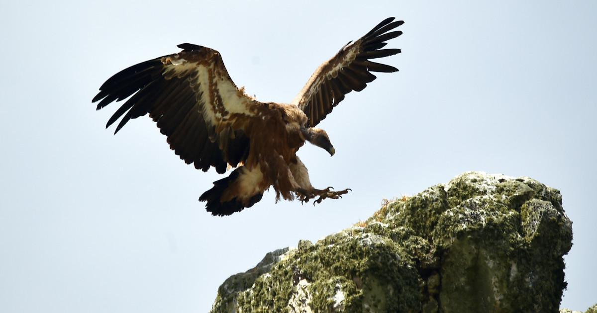 Quand les vautours d'Afrique s'installent en Andalousie! Quand les vautours d'Afrique s'installent en Andalousie!