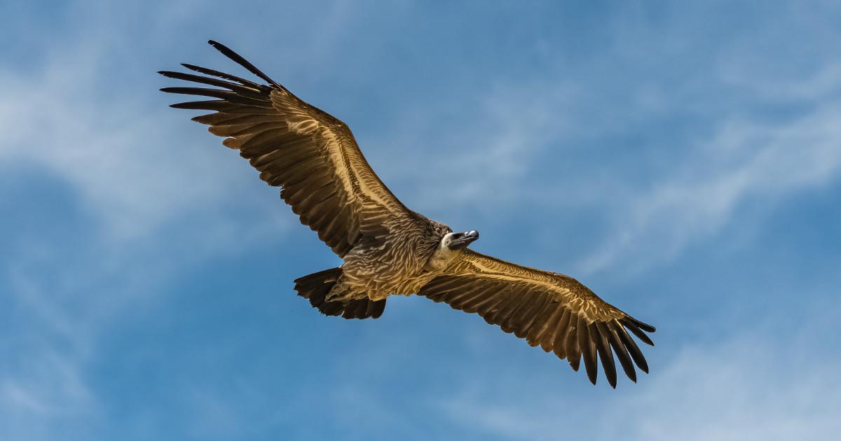Quand les vautours d'Afrique s'installent en Andalousie! Quand les vautours d'Afrique s'installent en Andalousie!