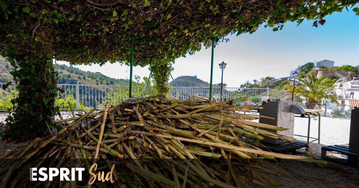 Le miel de caña à la fête à Frigiliana ce samedi! 