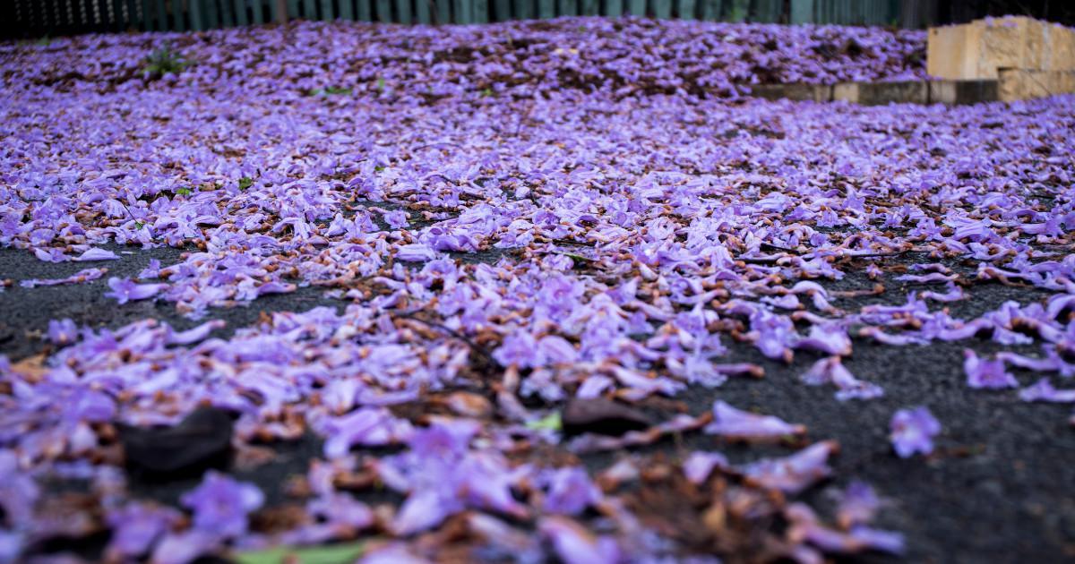 Sous le charme des jacarandas en fleur en Andalousie 